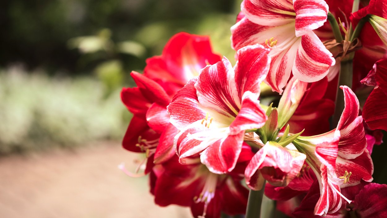 Амариллис цветок цветы