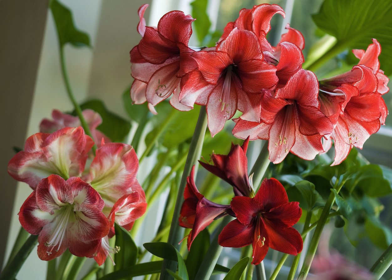 Амариллис Грандиор