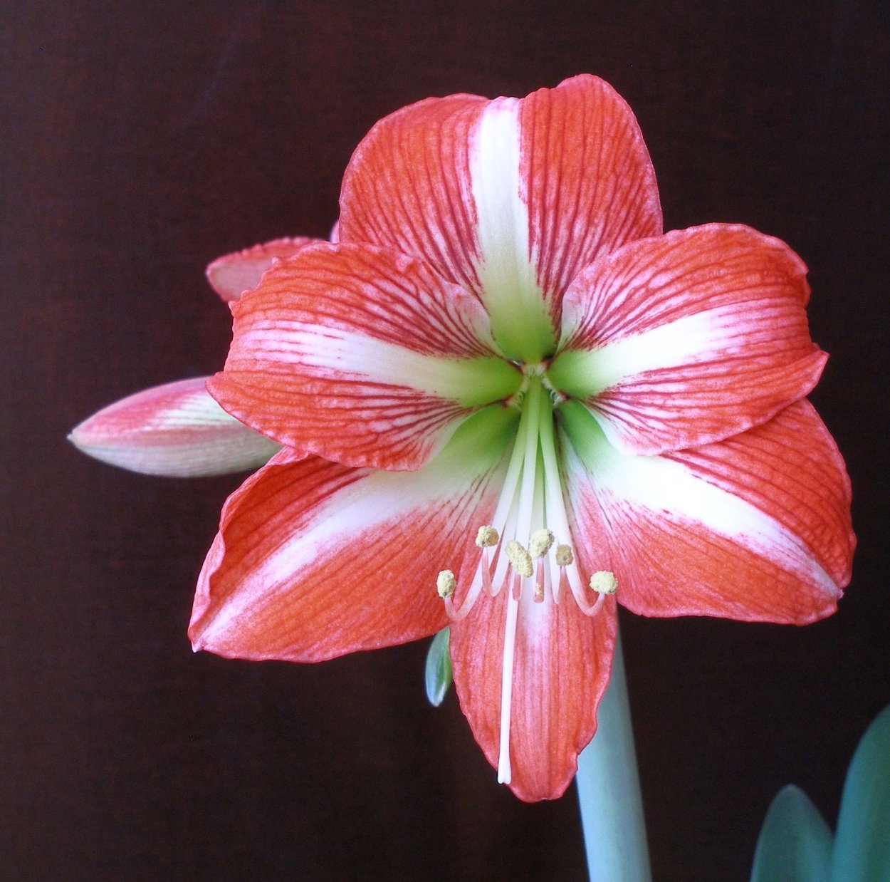 Амариллис Акуаро