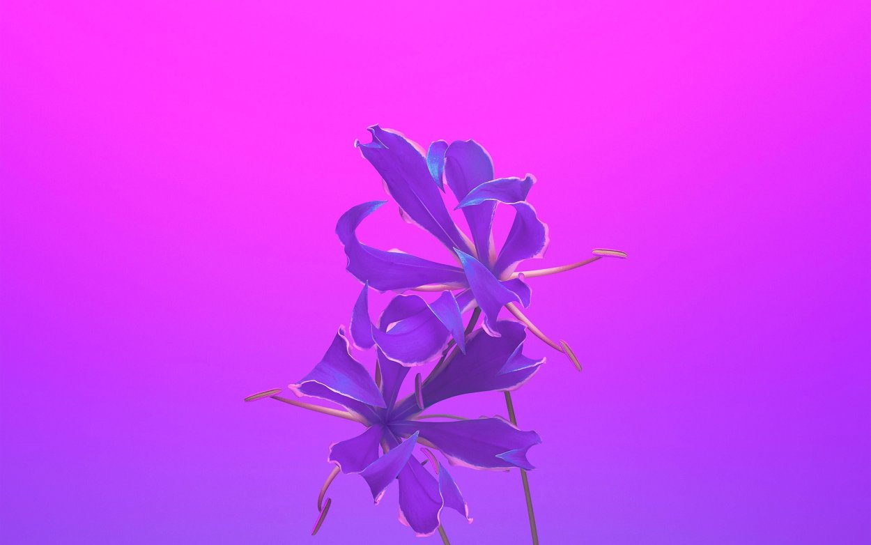 Фиолетовые обои на рабочий стол