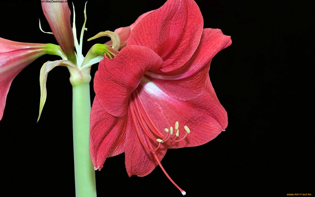 Гиппеаструм Росток