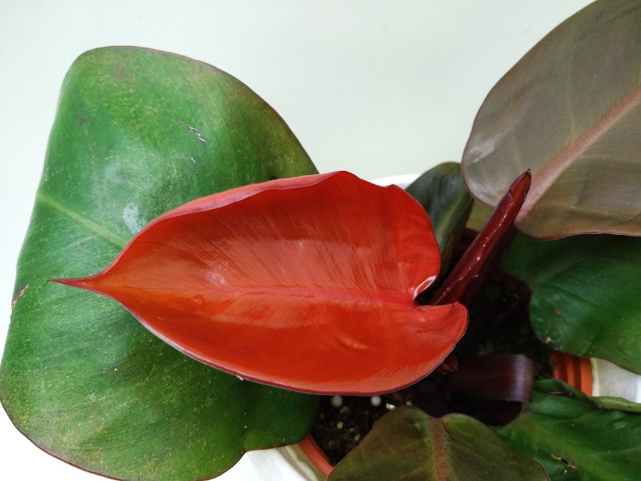 Филодендрон Блэк черри