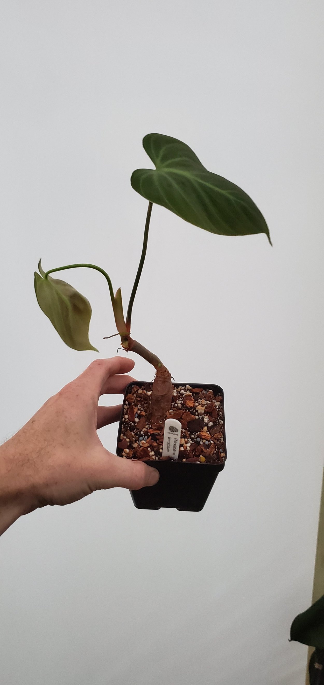 Филодендрон Эль Чоко Рэд