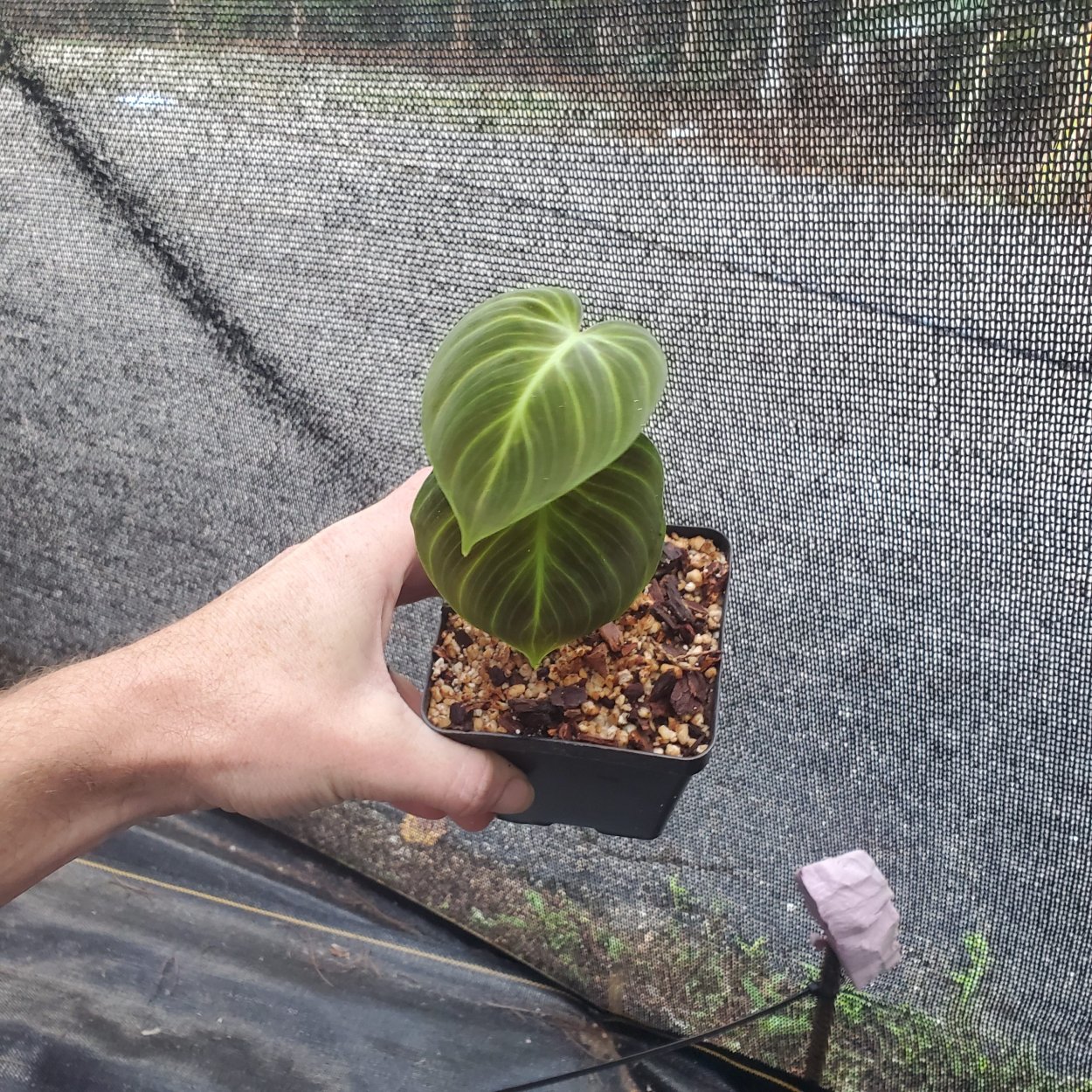 Филодендрон el Choco Red