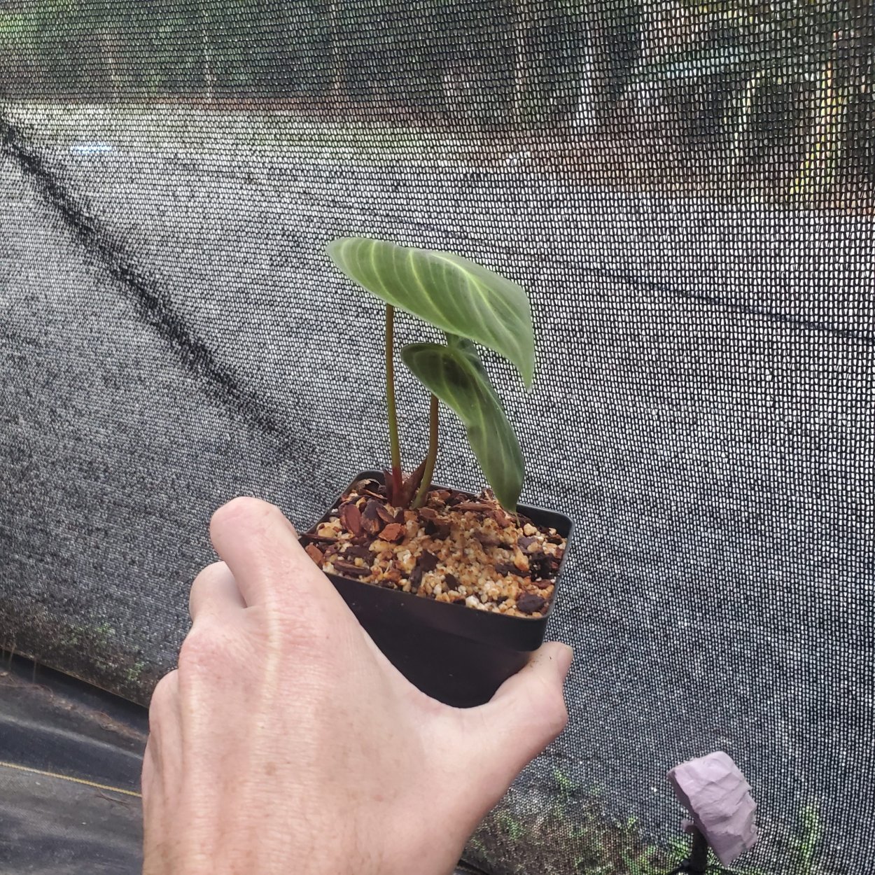 Филодендрон el Choco Red