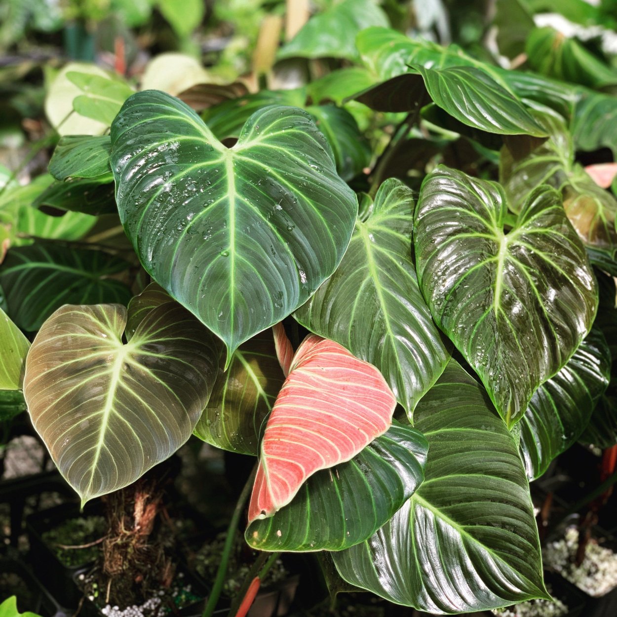 Филодендрон (Philodendron).