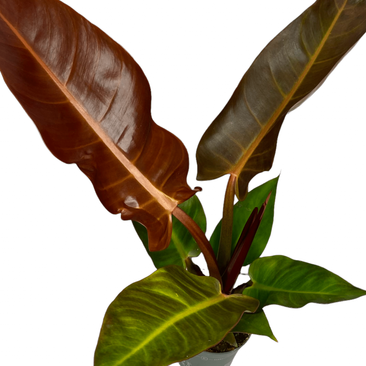Филодендрон Старфайер