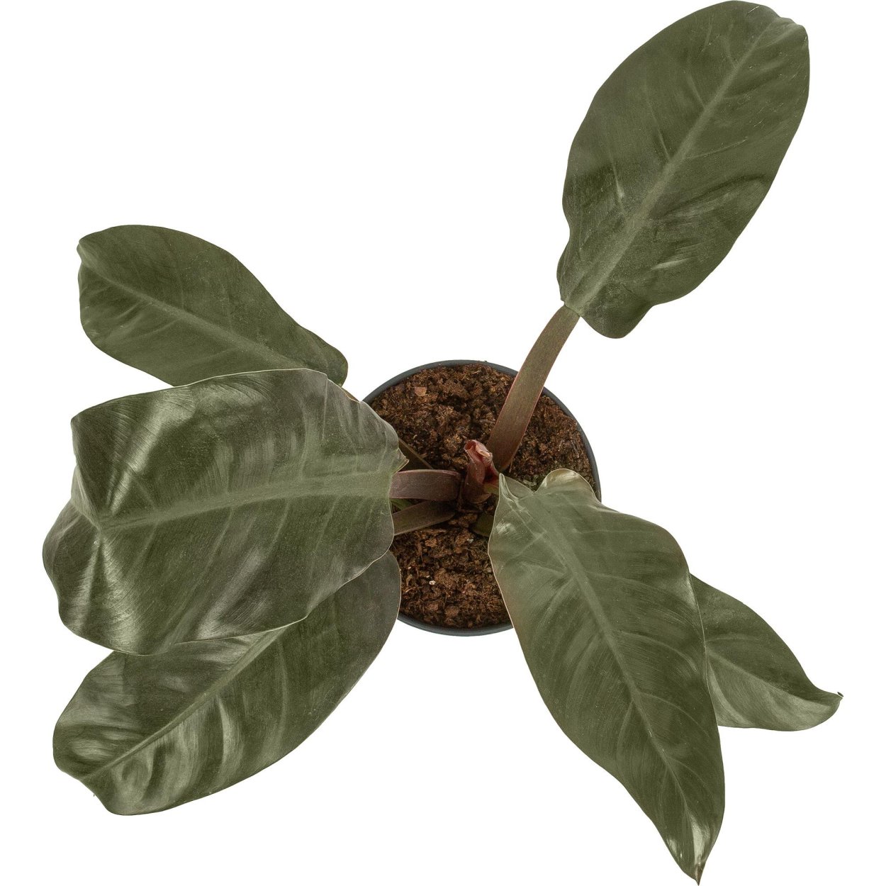 Филодендрон Imperial Red