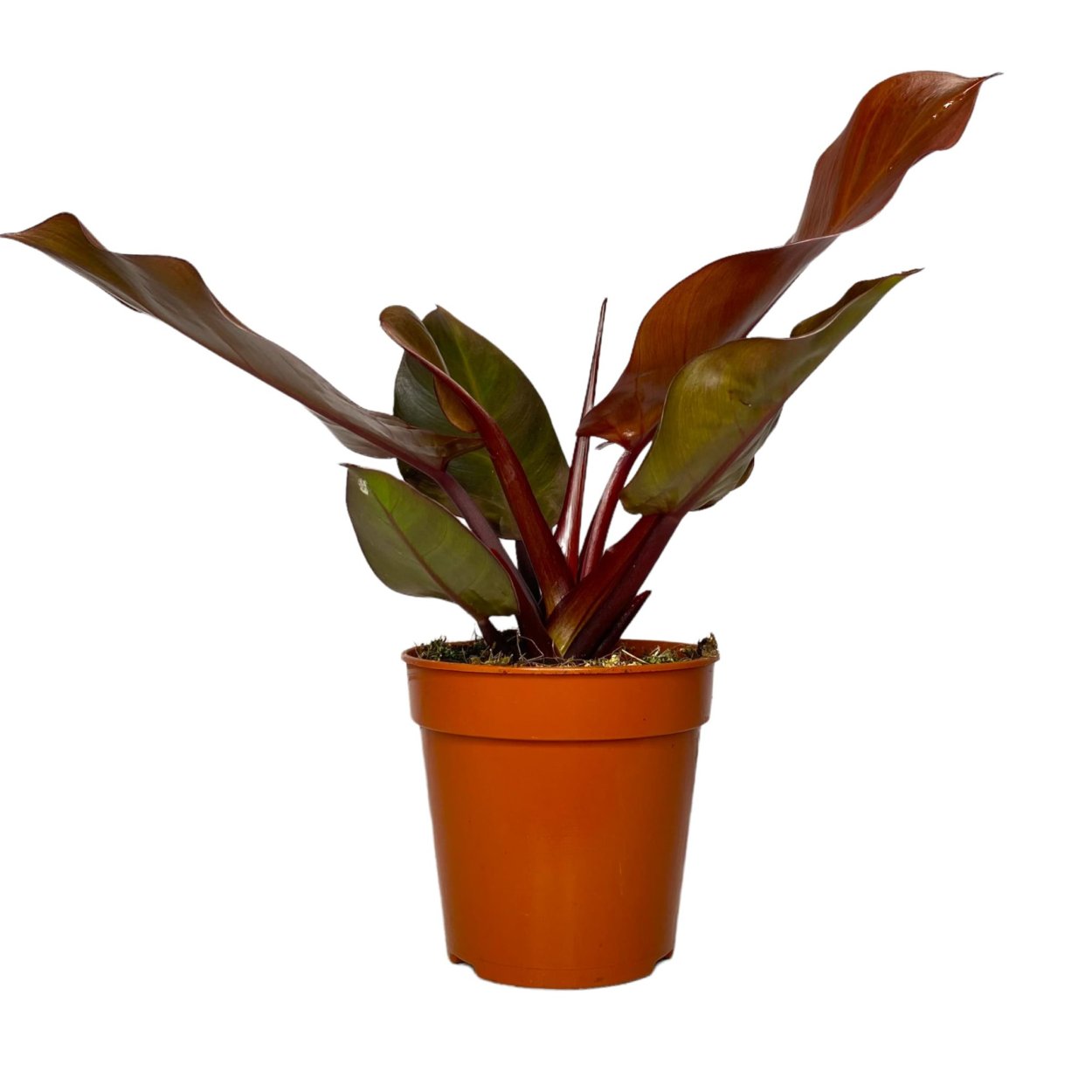 Филодендрон MCCOLLEYS Finale