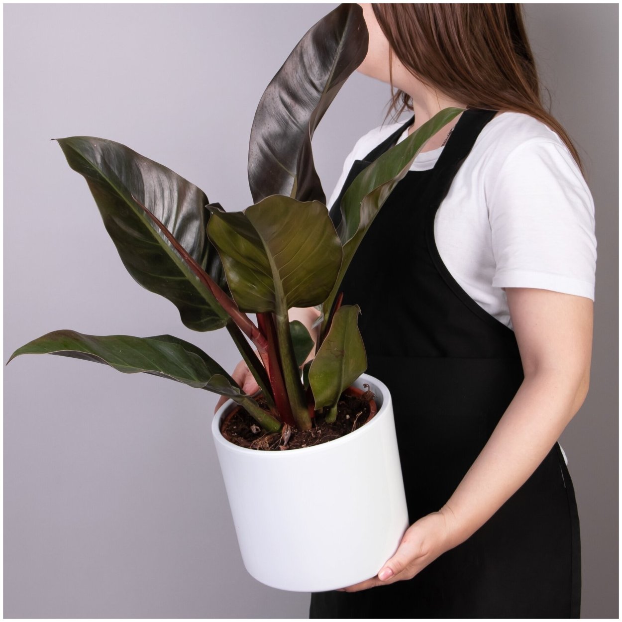 Филодендрон Империал Рэд