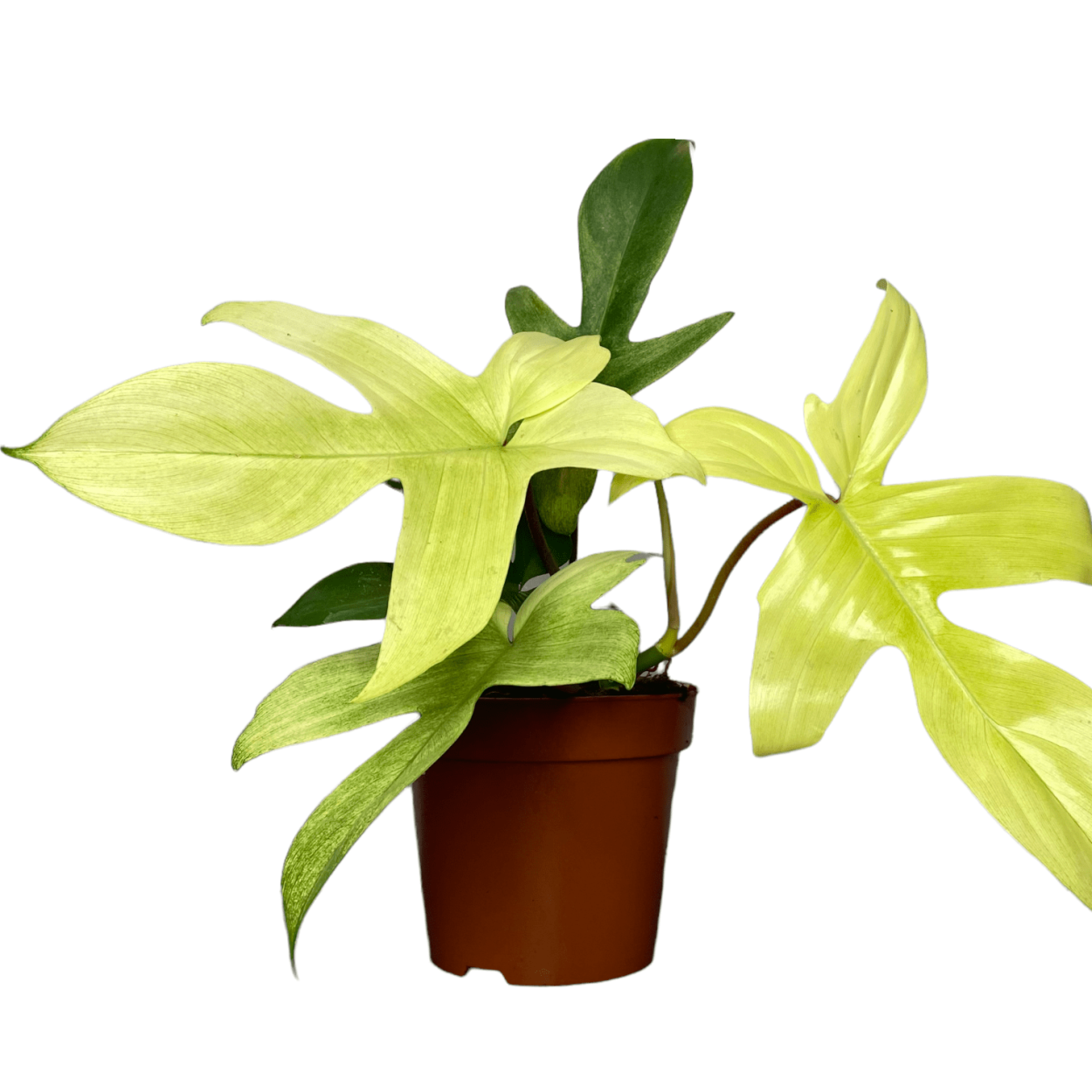 Филодендрон Флорида Бьюти Альба