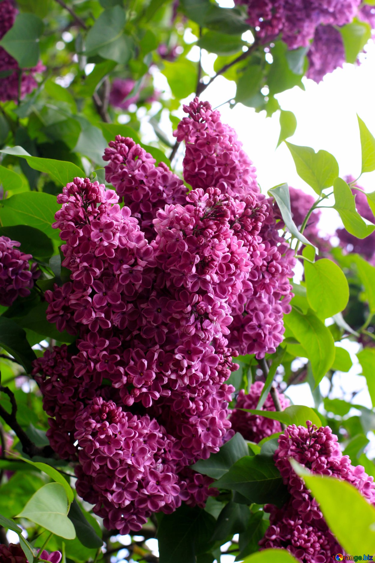 Сирень Syringa