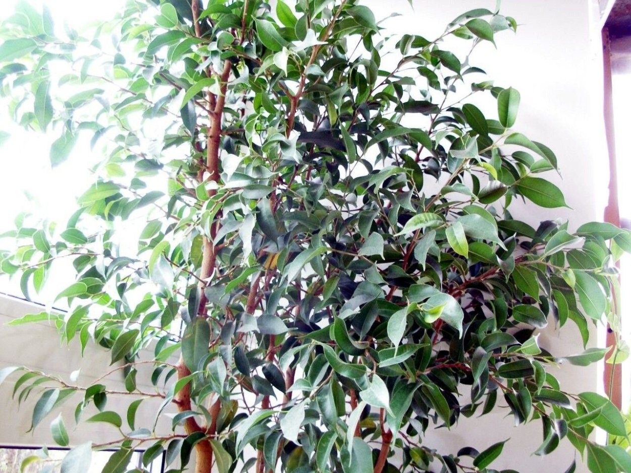 Фикус брусничный