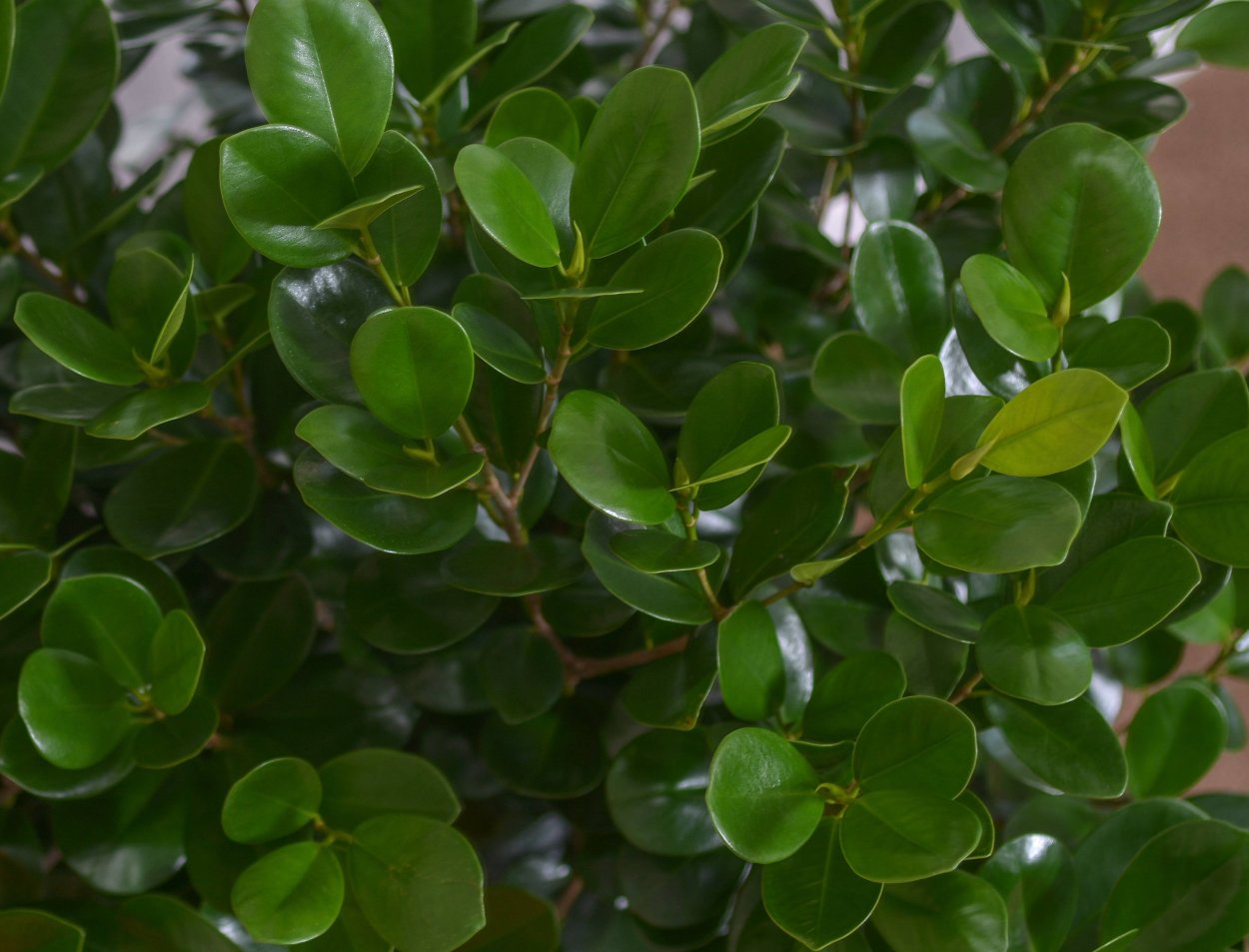 Фикус ретуза Пур Голд