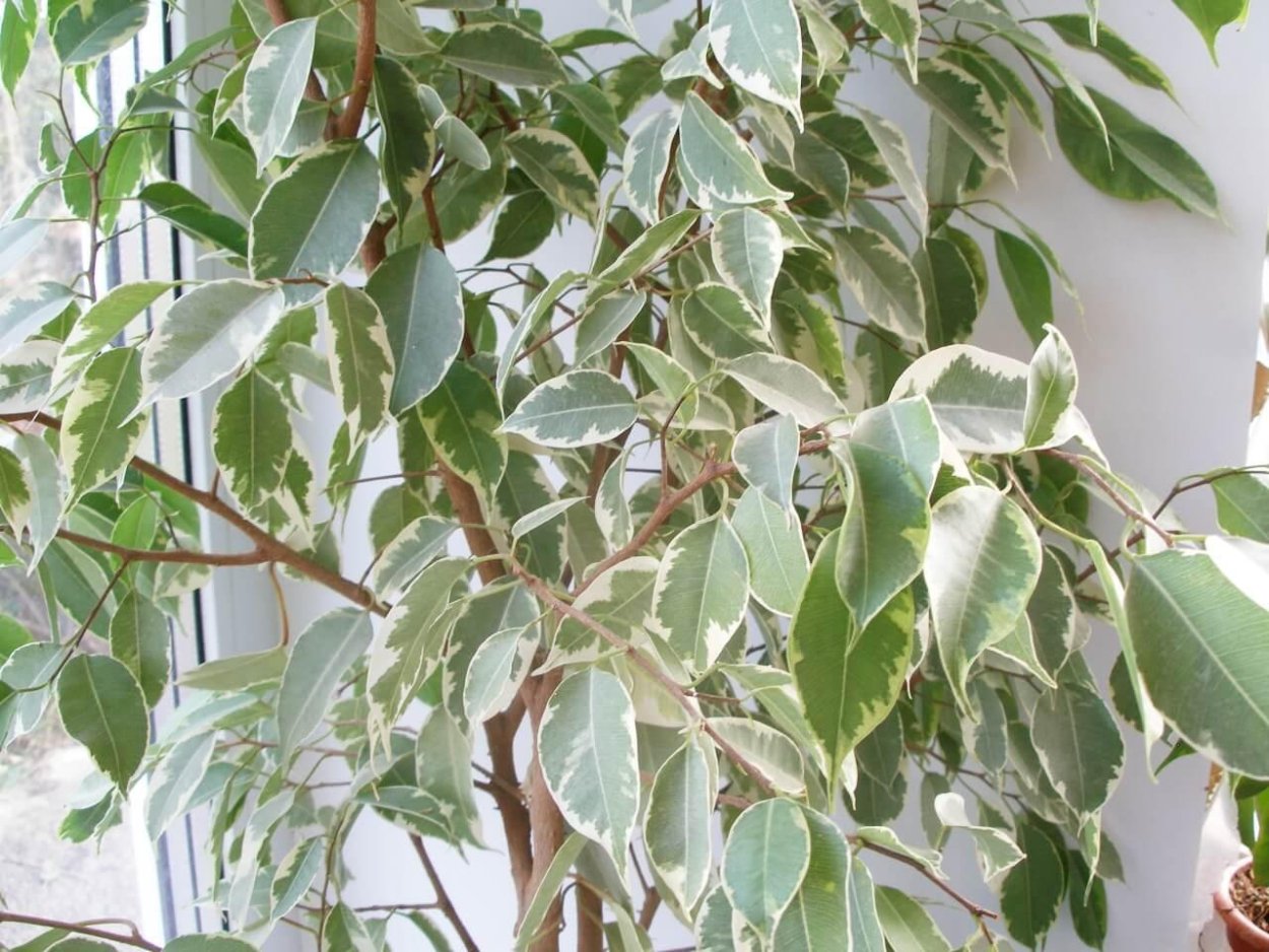 Фикус Бенджамина Саманта