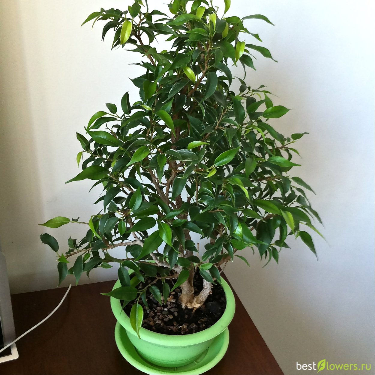 Фикус Бенджамина мелколиственный