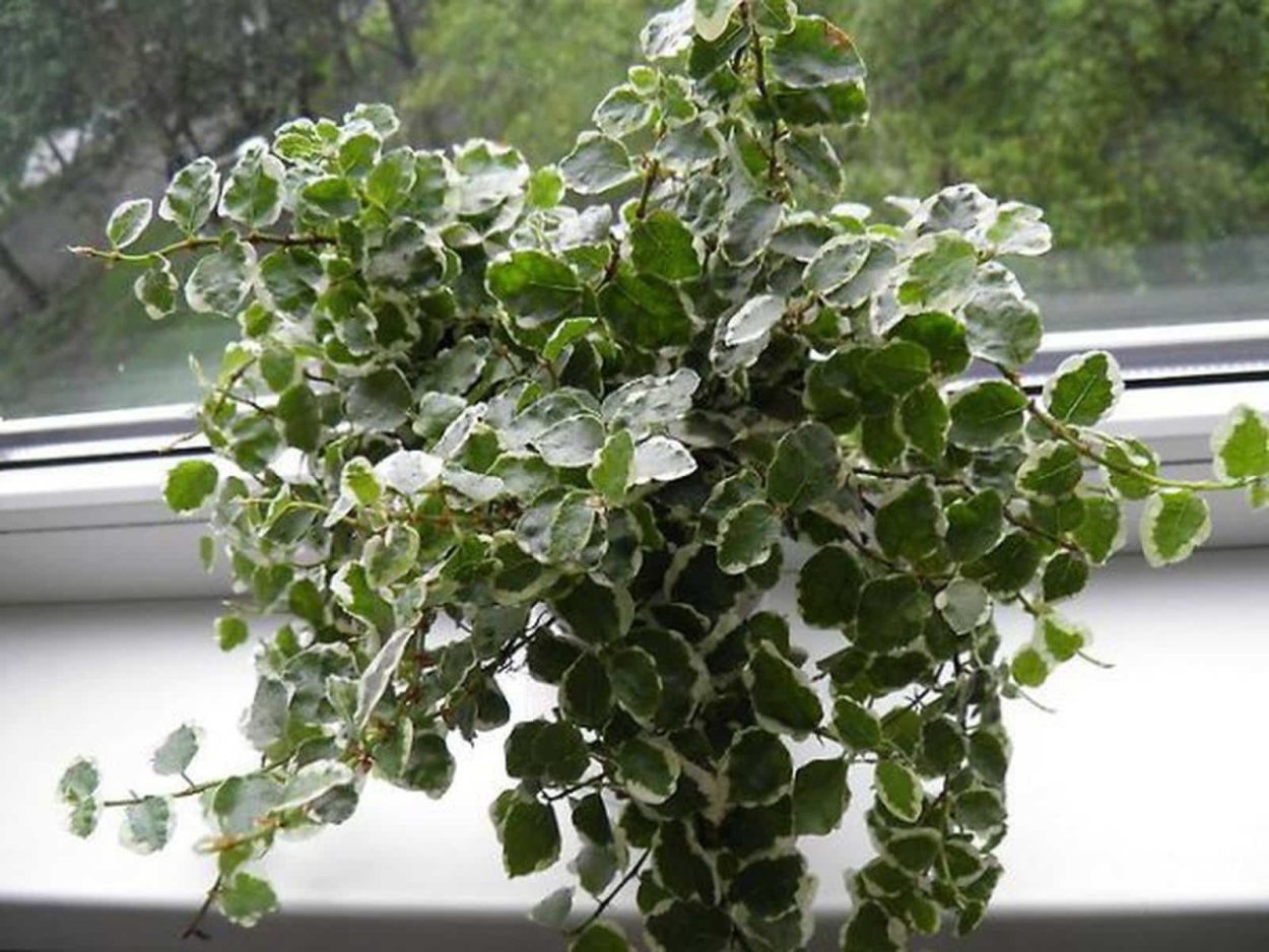 Фикус Пумила Уайт Санни