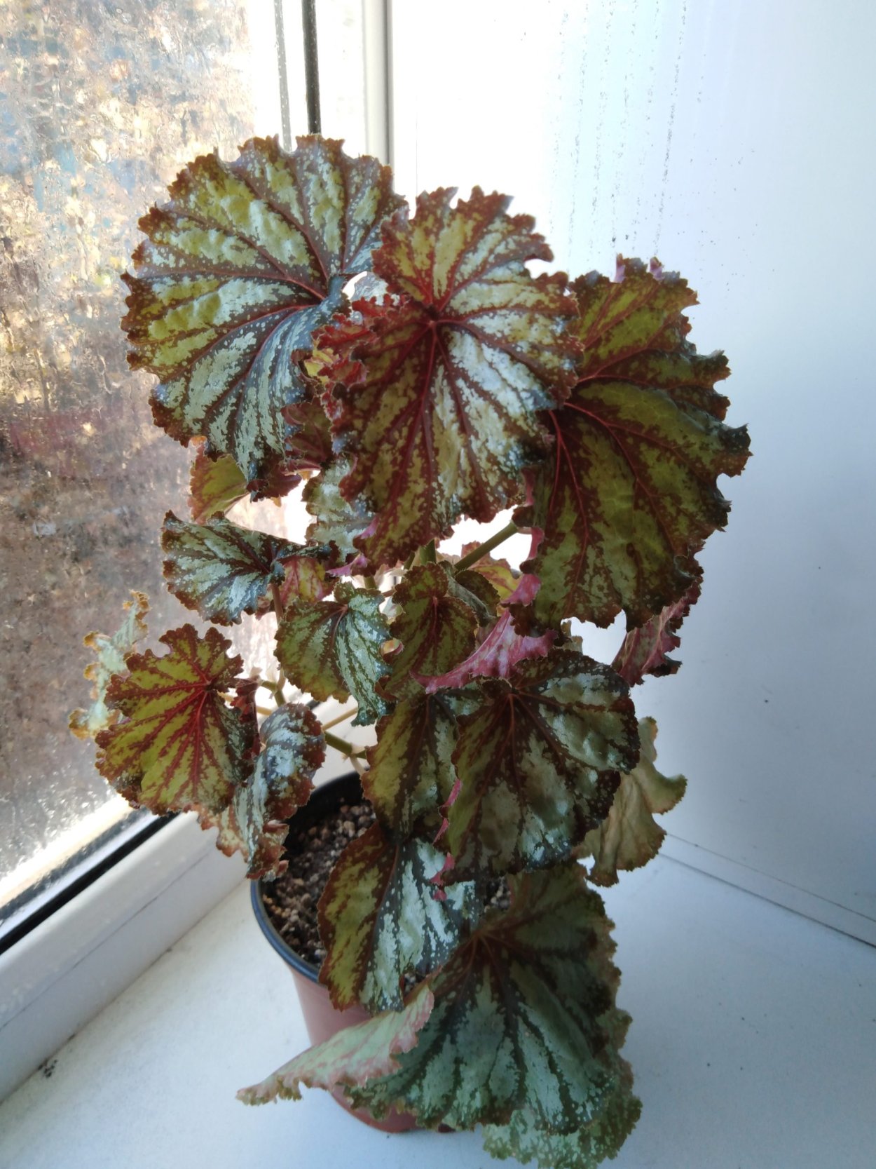 Бегония Кейн Bachiensis