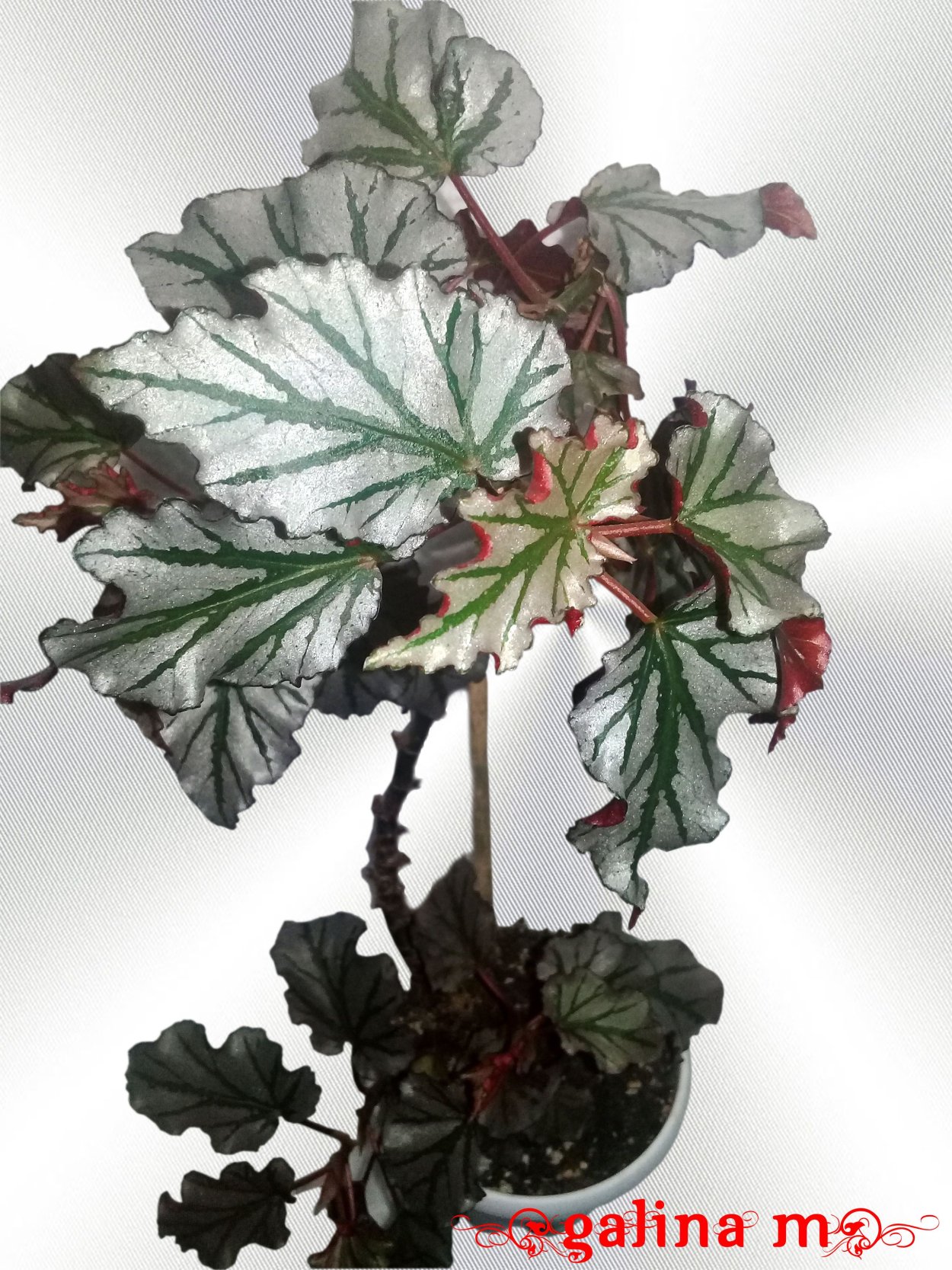 Бегония псевдолюберси Кейн