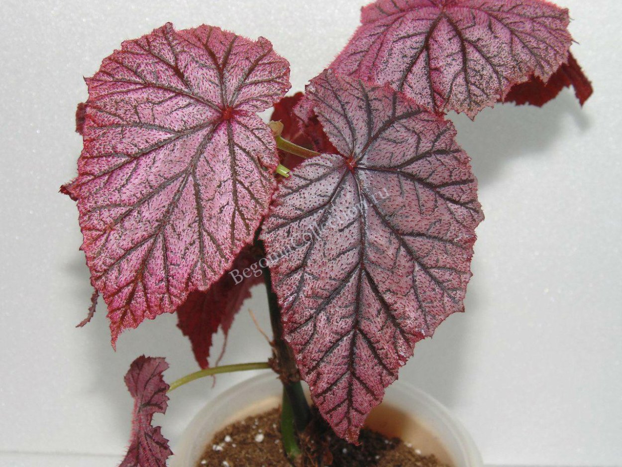 Бегония Tingley Mallet