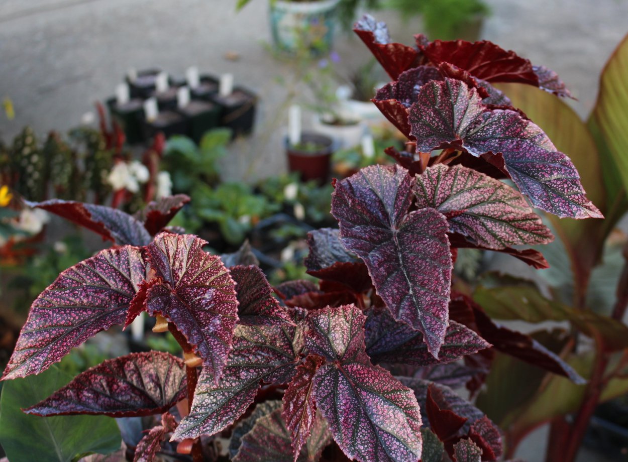 Бегония Кейн Arabian Sunset