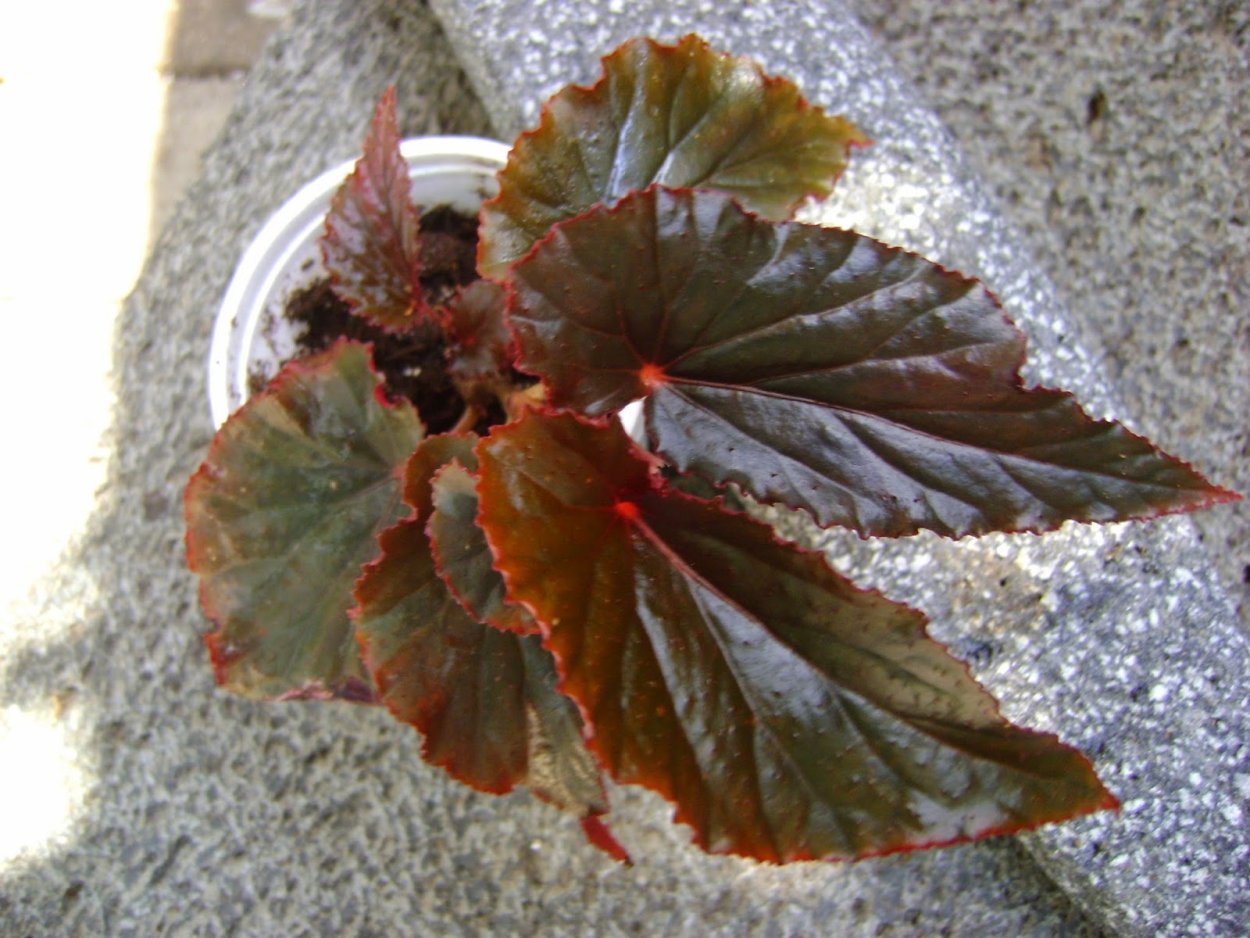 Бегония Арабиан Сансет