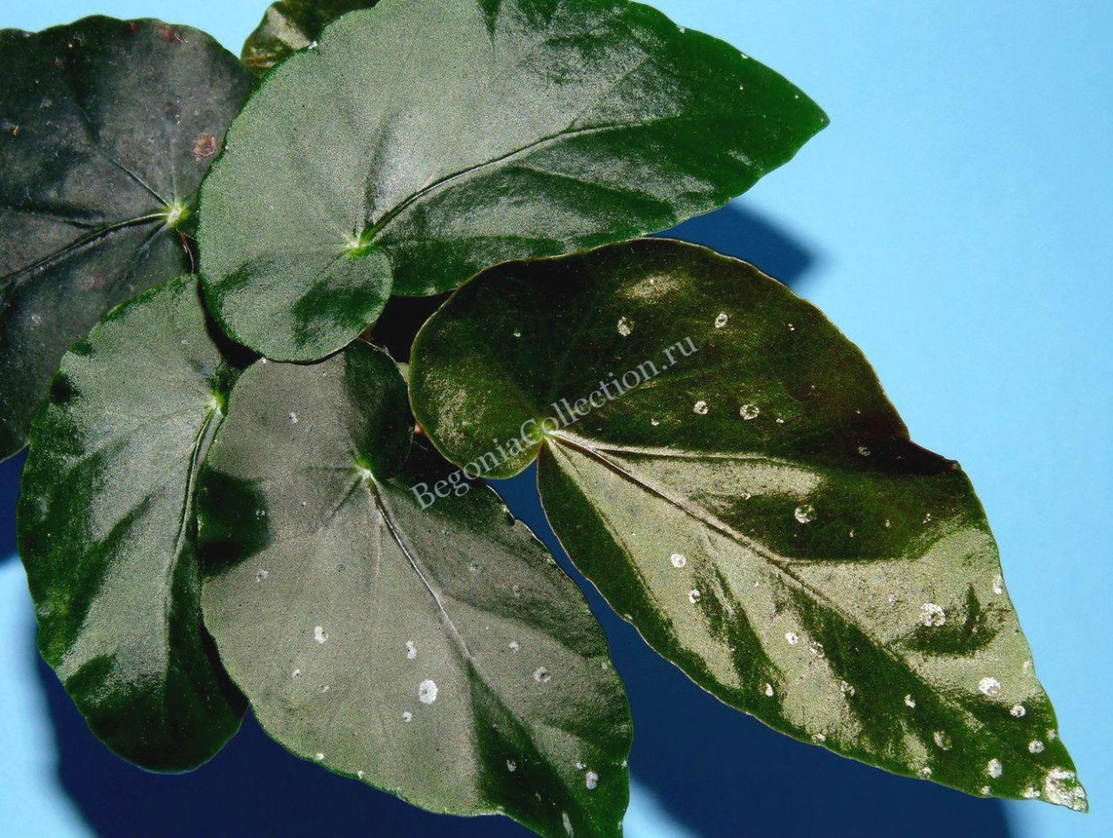 Бегония Dainty Spays Sport