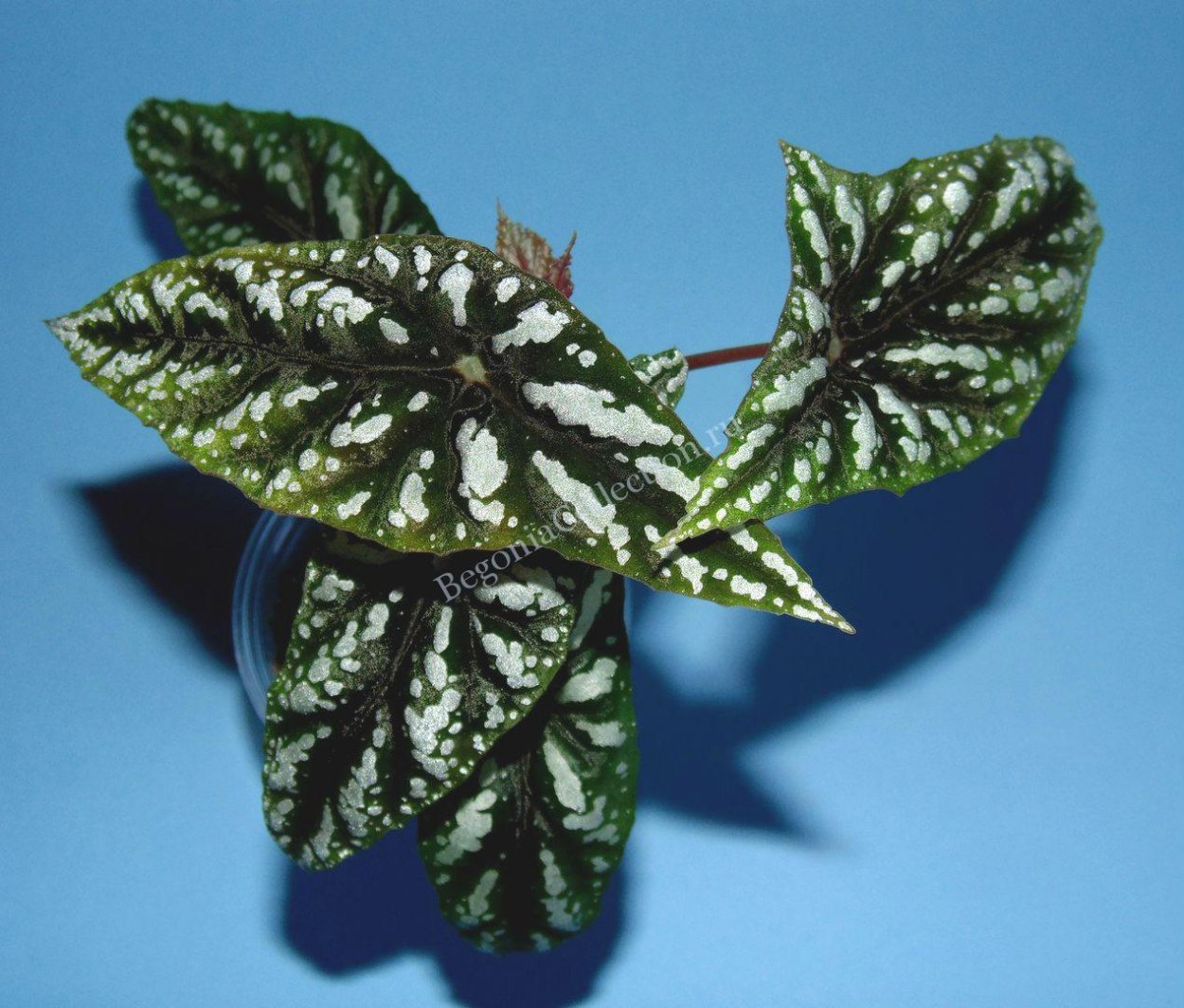 Бегония lubbersii