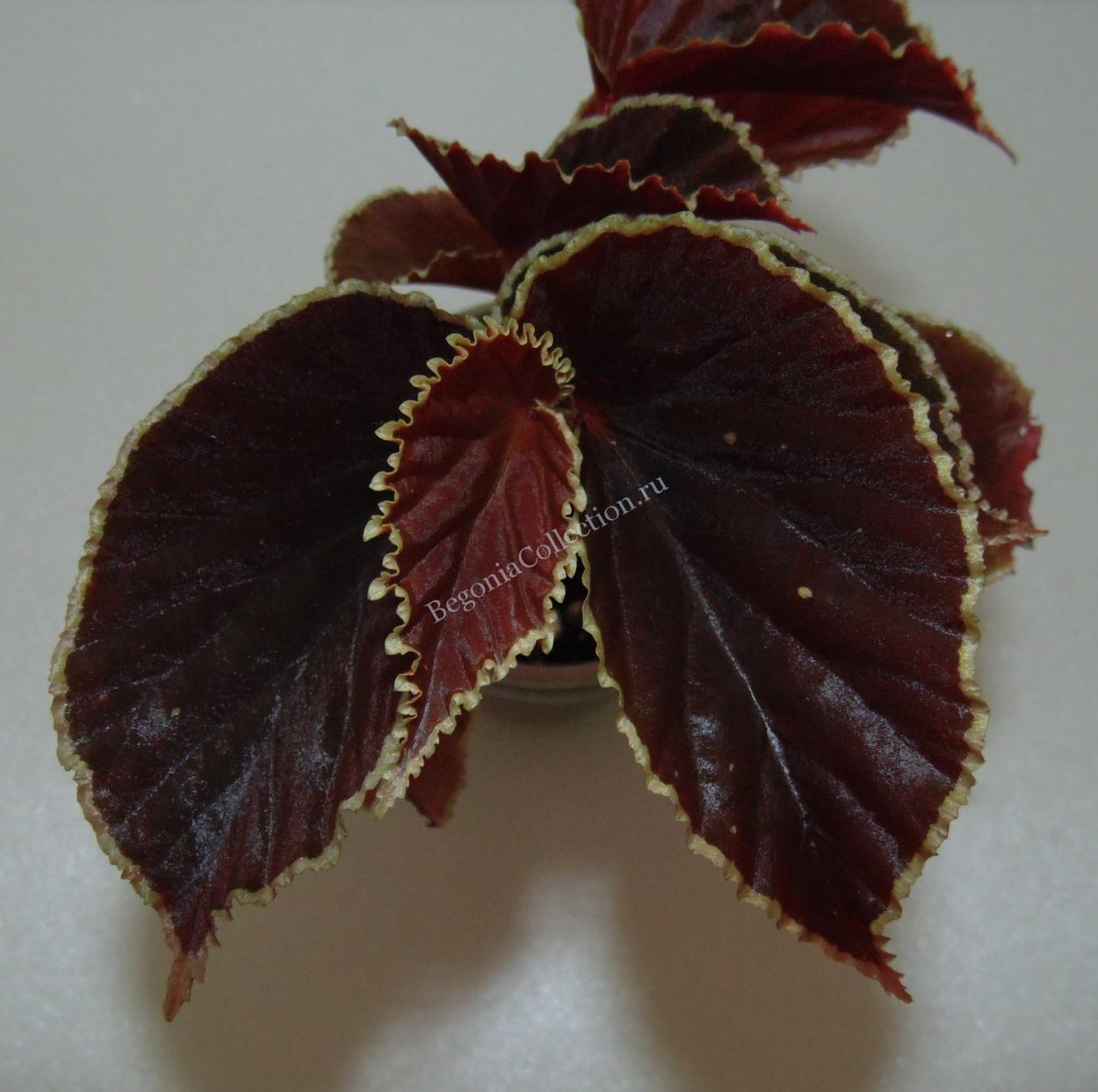 Бегония darthvaderiana