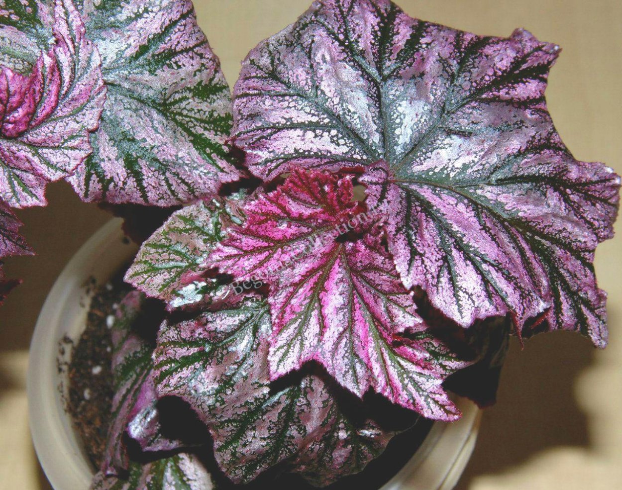 Бегония тростниковая Кейн