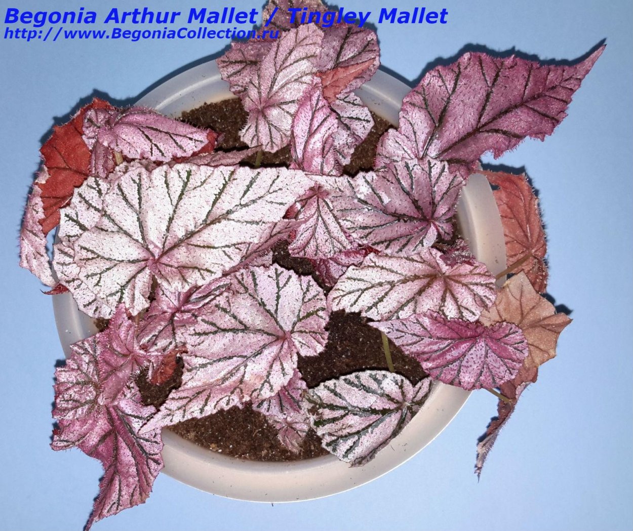 Бегония Артур маллет