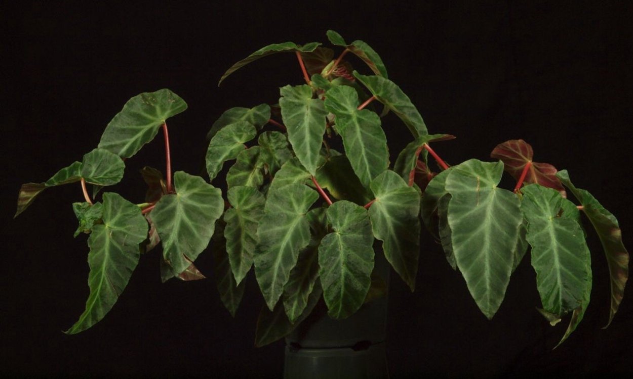 Бегония pseudolubbersii