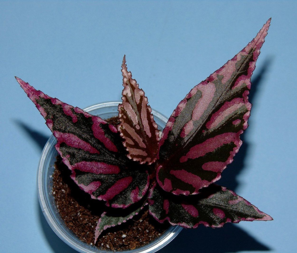 Бегония Кейн Julau