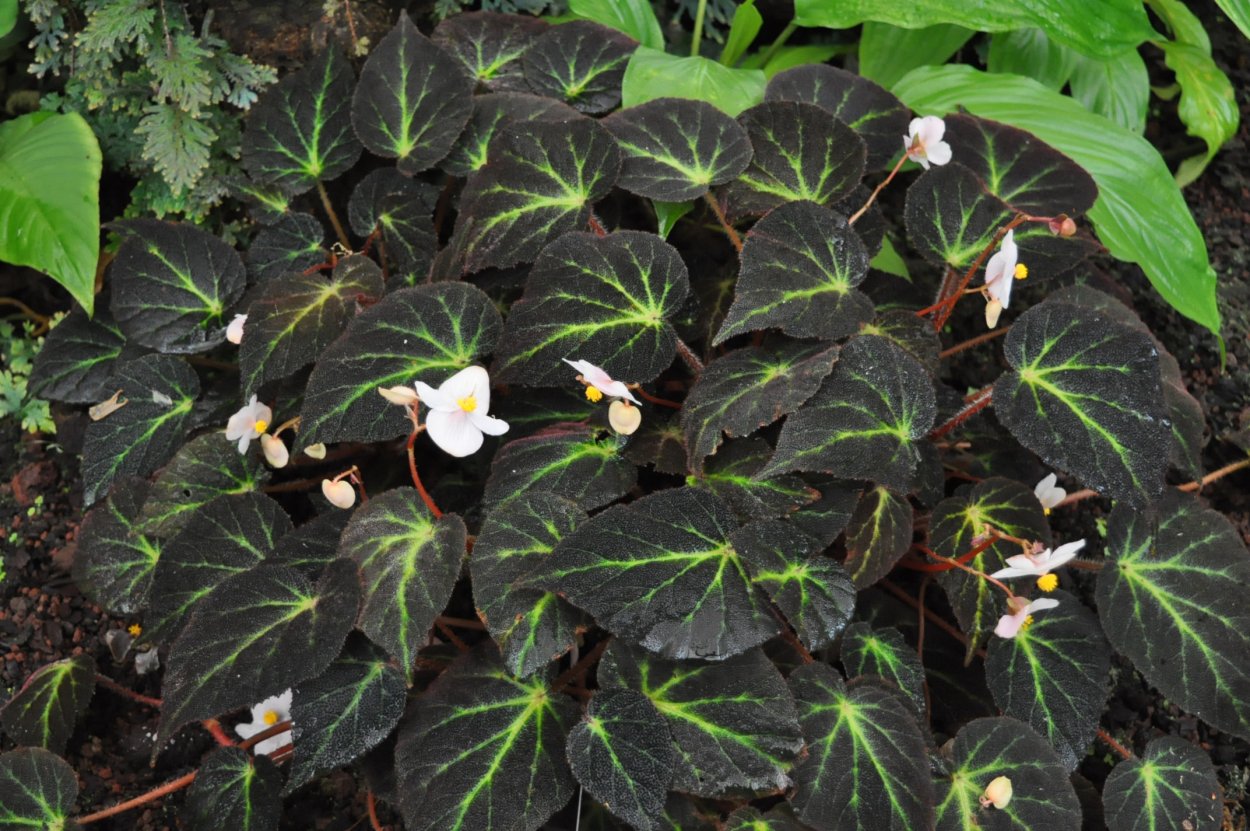 Бегония Кейн бакиенсис