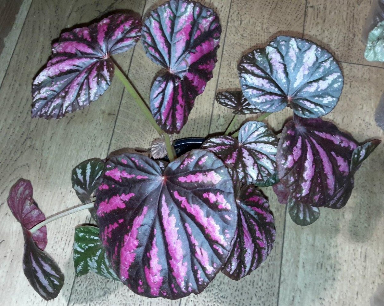 Бегония-Кейн Maurice Amey