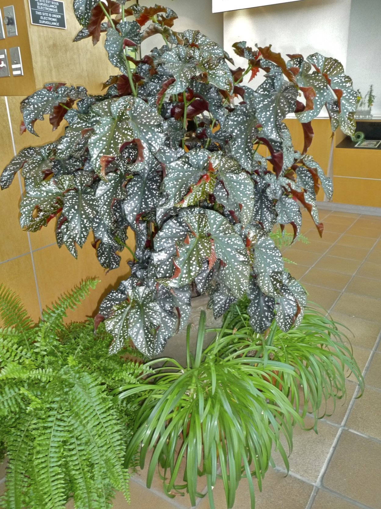 Бегония Cracklin Rosie