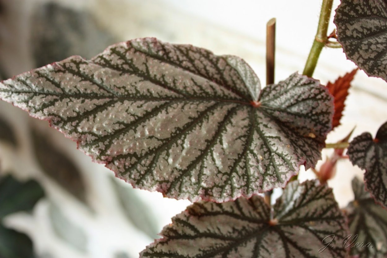 Бегония Кейн malachosticta