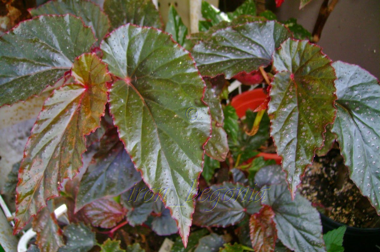 Бегония Аравийский закат