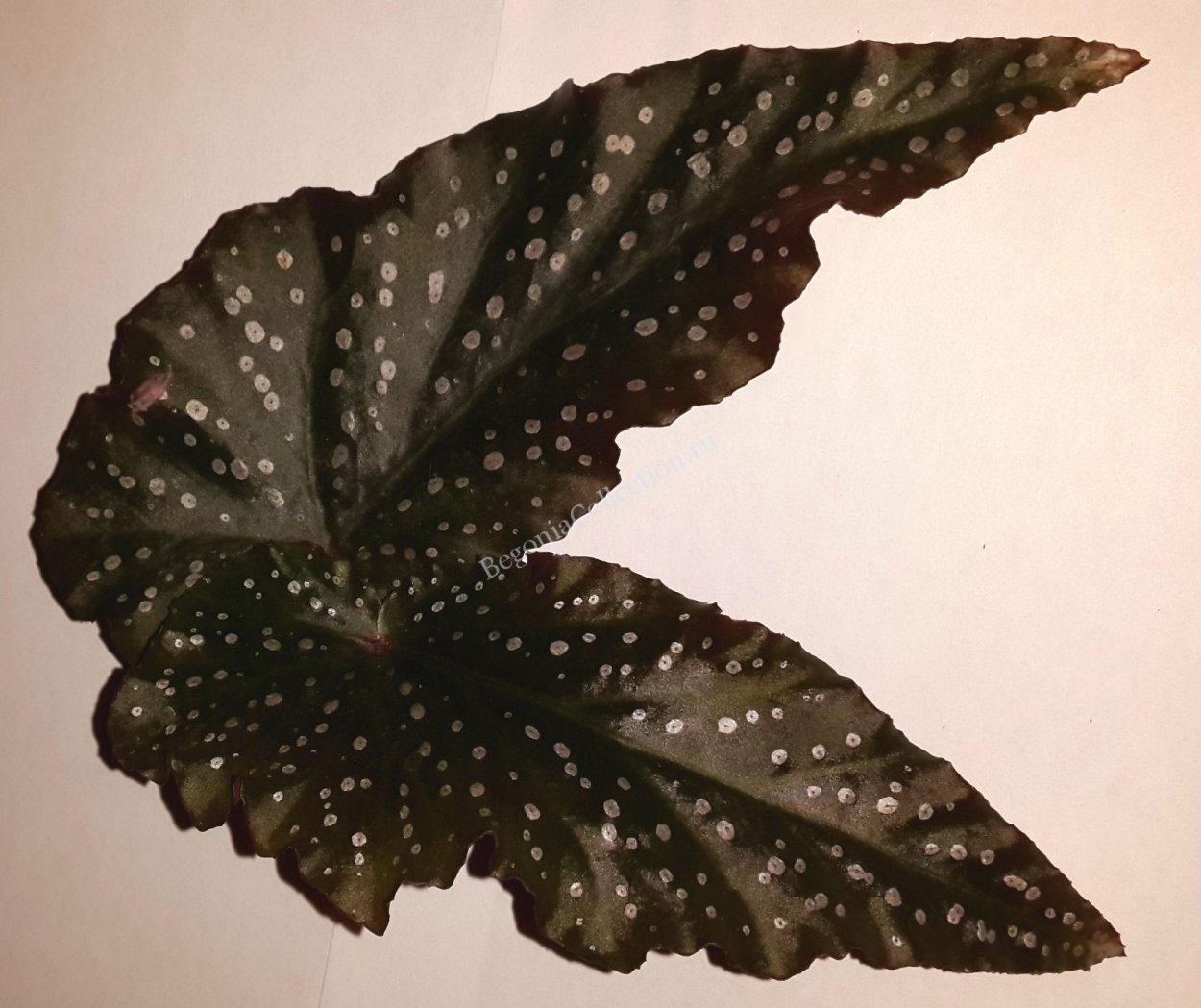 Бегония Dimitri Кейн