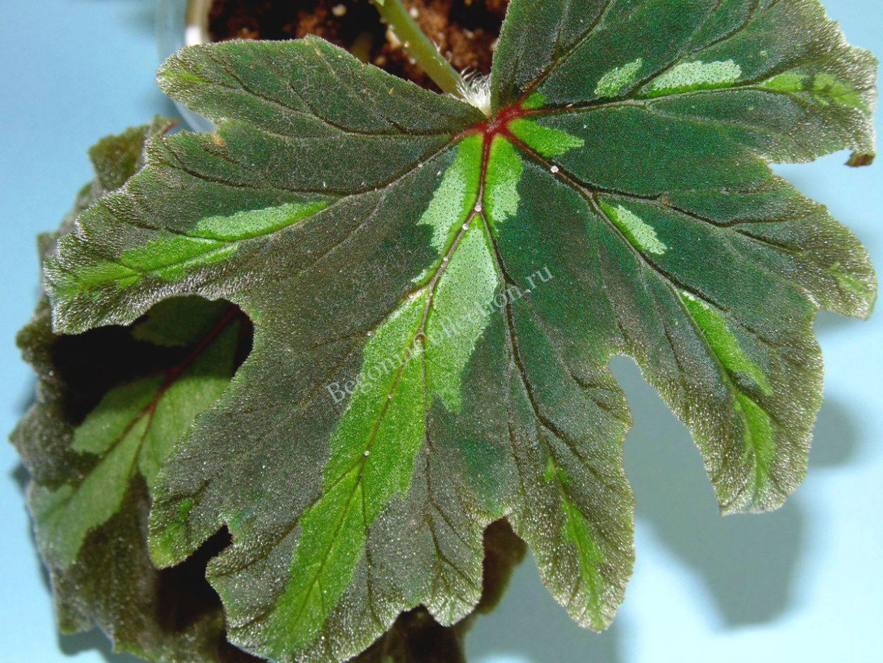 Бегония Кейн салатовая