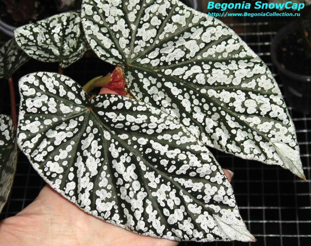 Бегония тростниковая Кейн