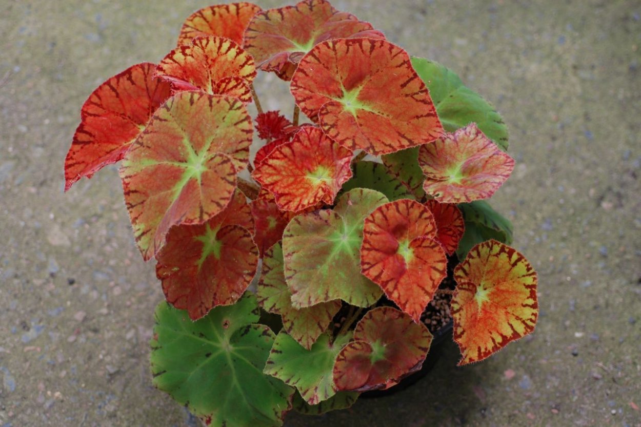 Бегония Аутум Эмбер