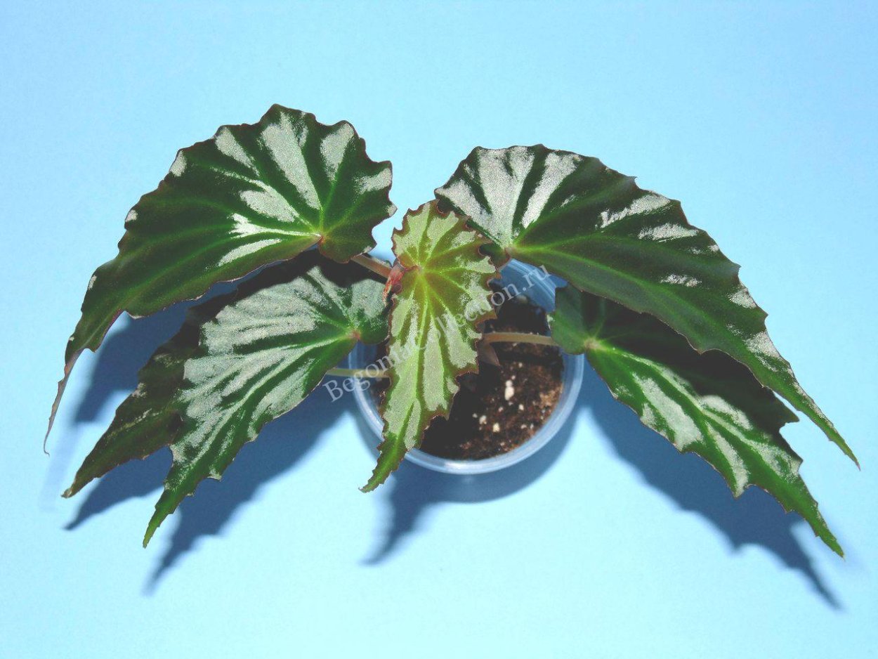 Бегония borneensis