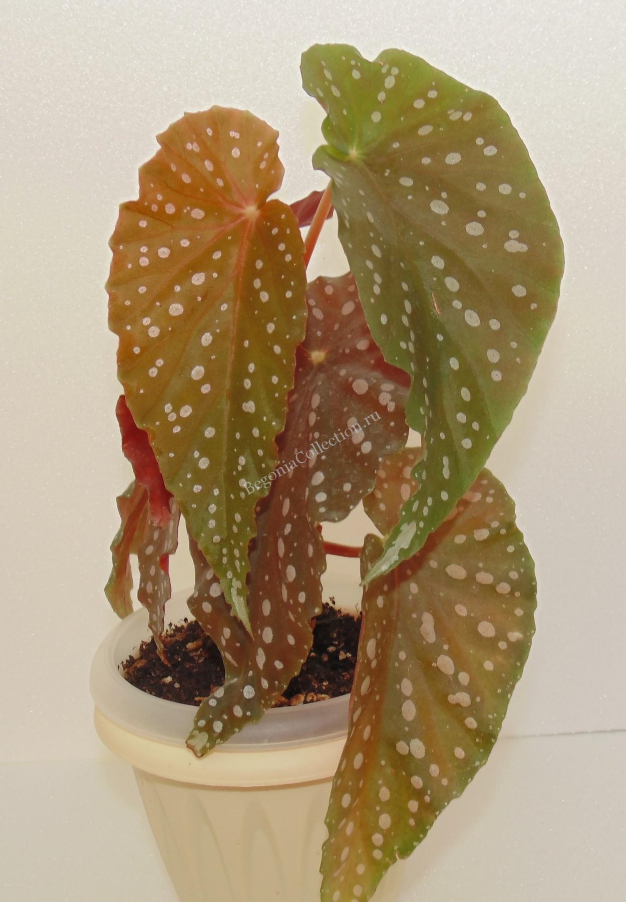 Кейн бегония Тамайя