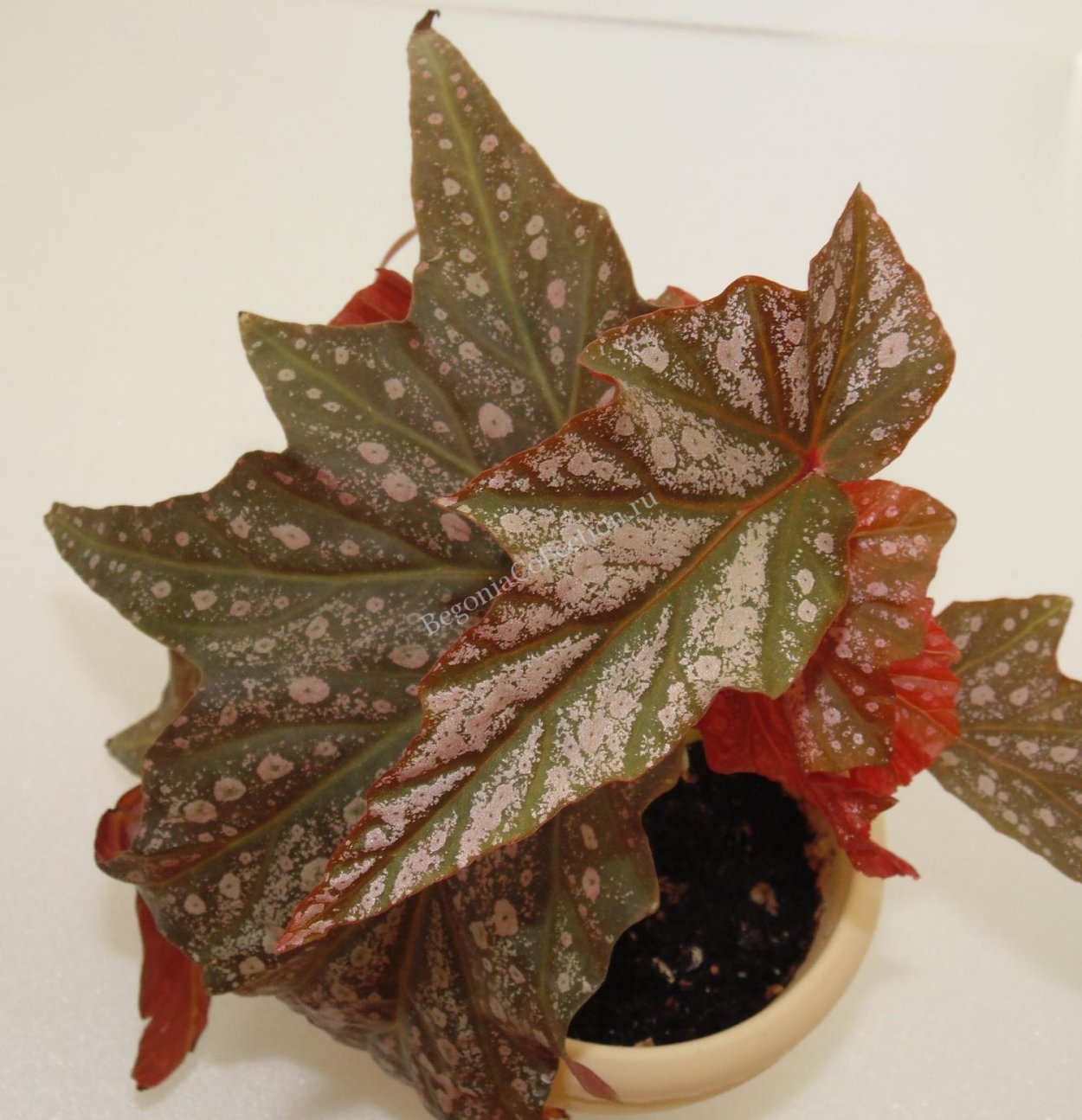 Бегония Димитри