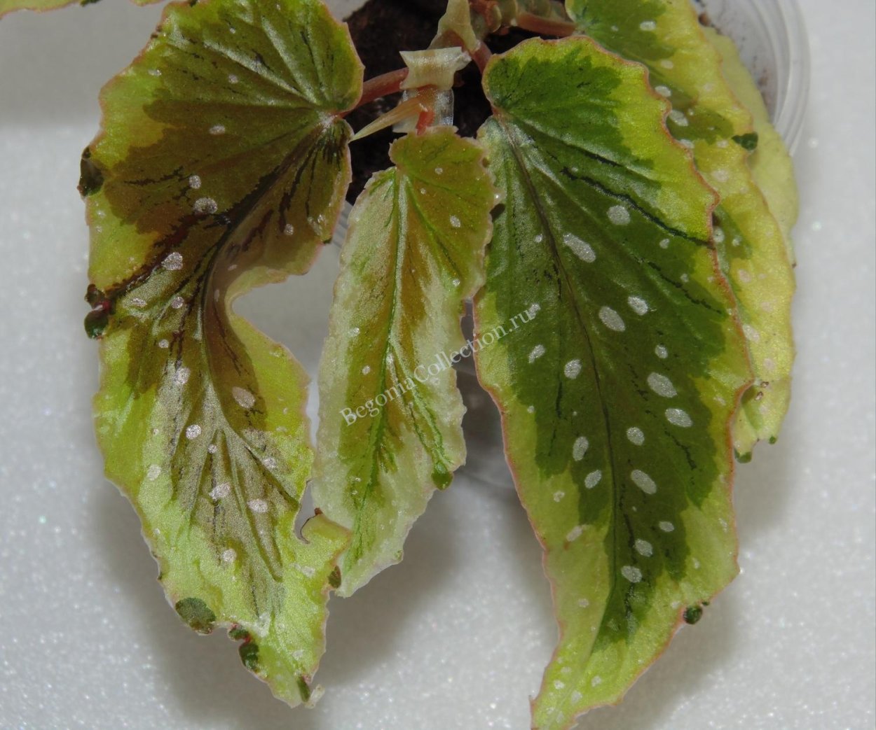 Бегония Dainty Spray Sport