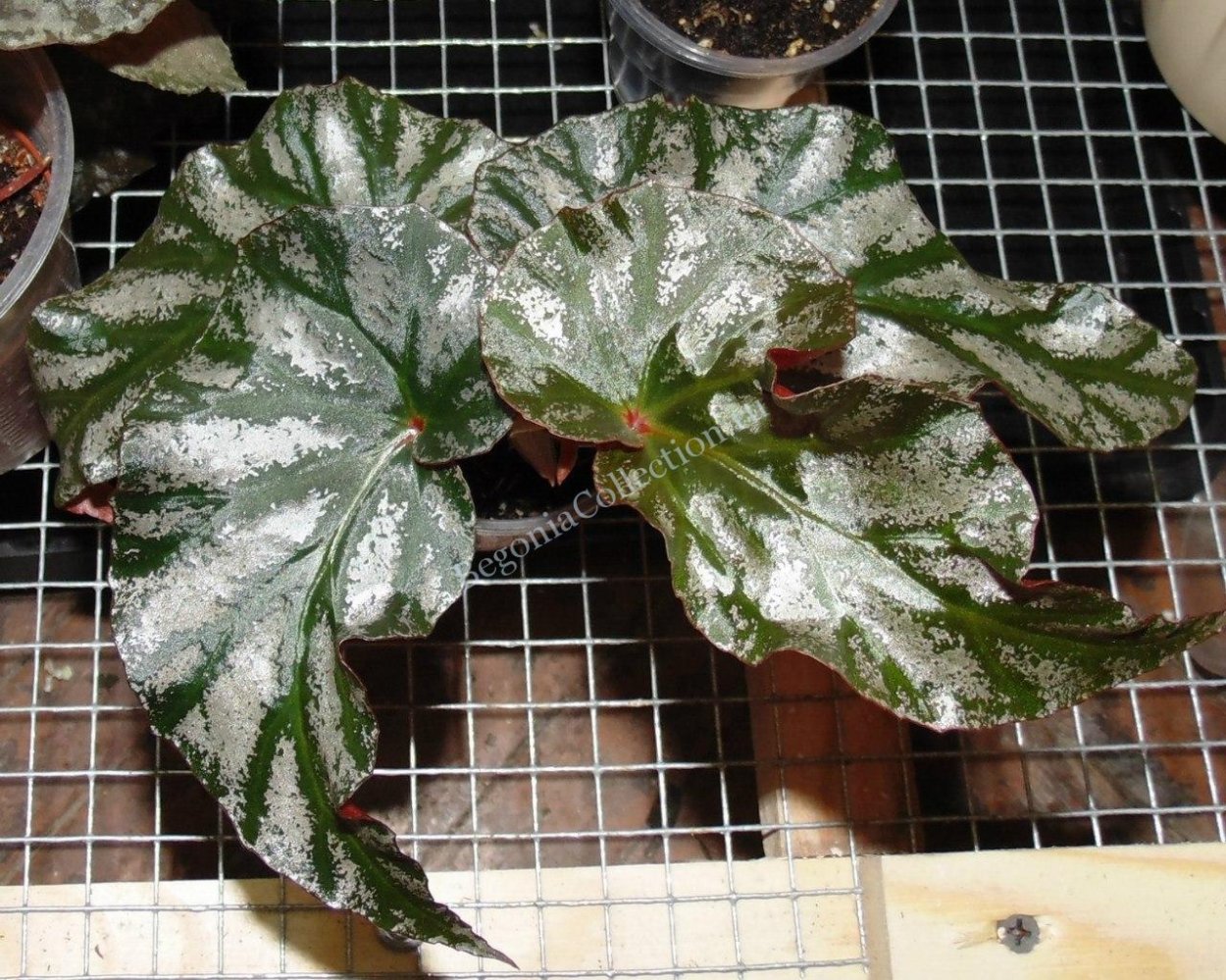 Бегония псевдолюберси Кейн