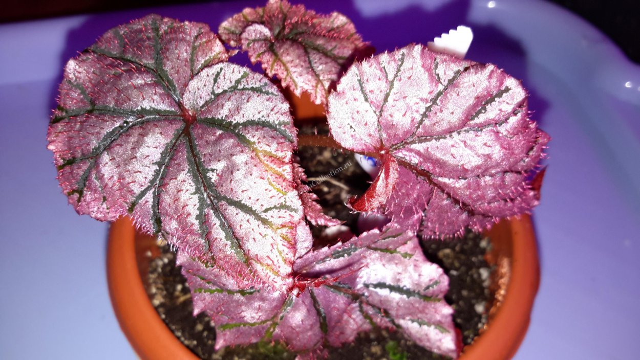 Бегония Артур маллет