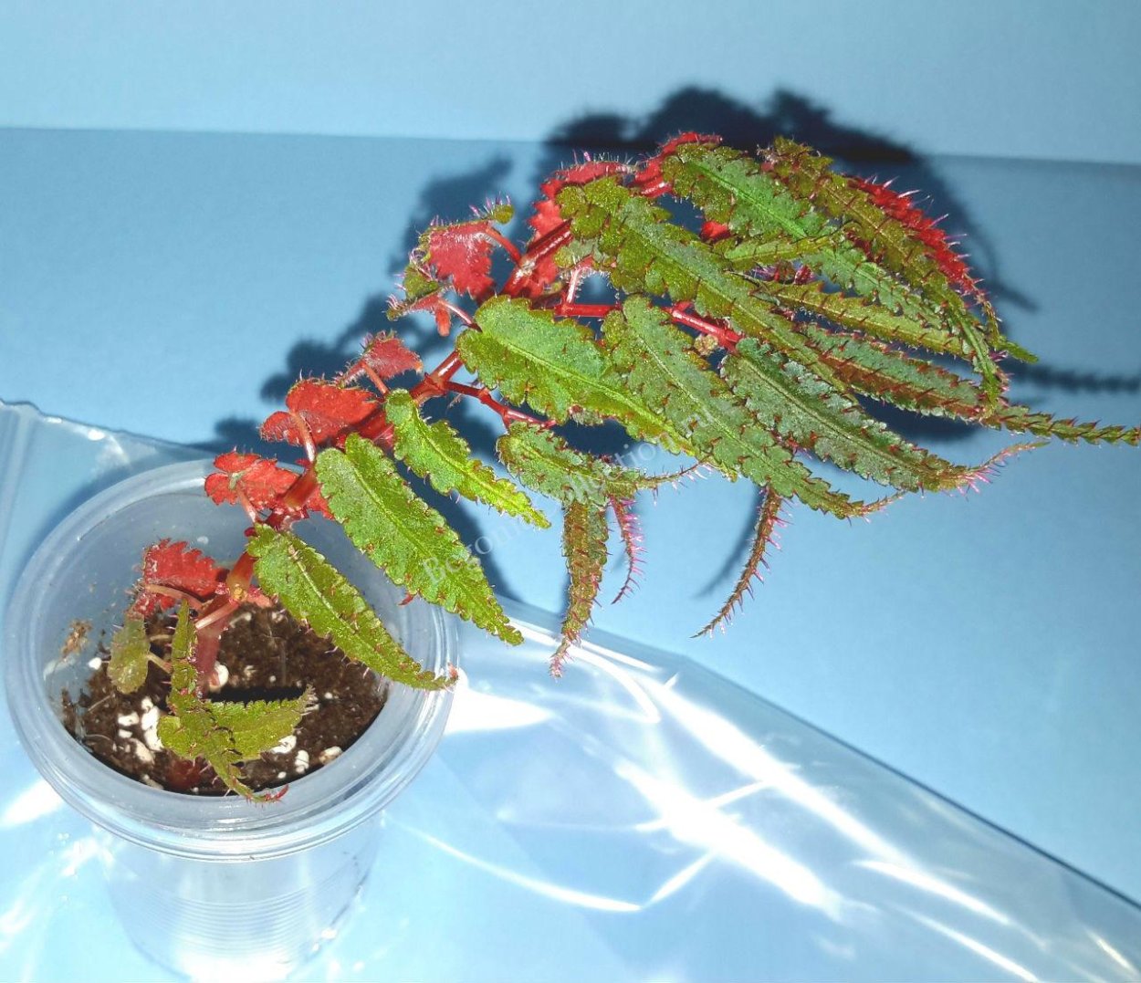 Бегония амфилоксус