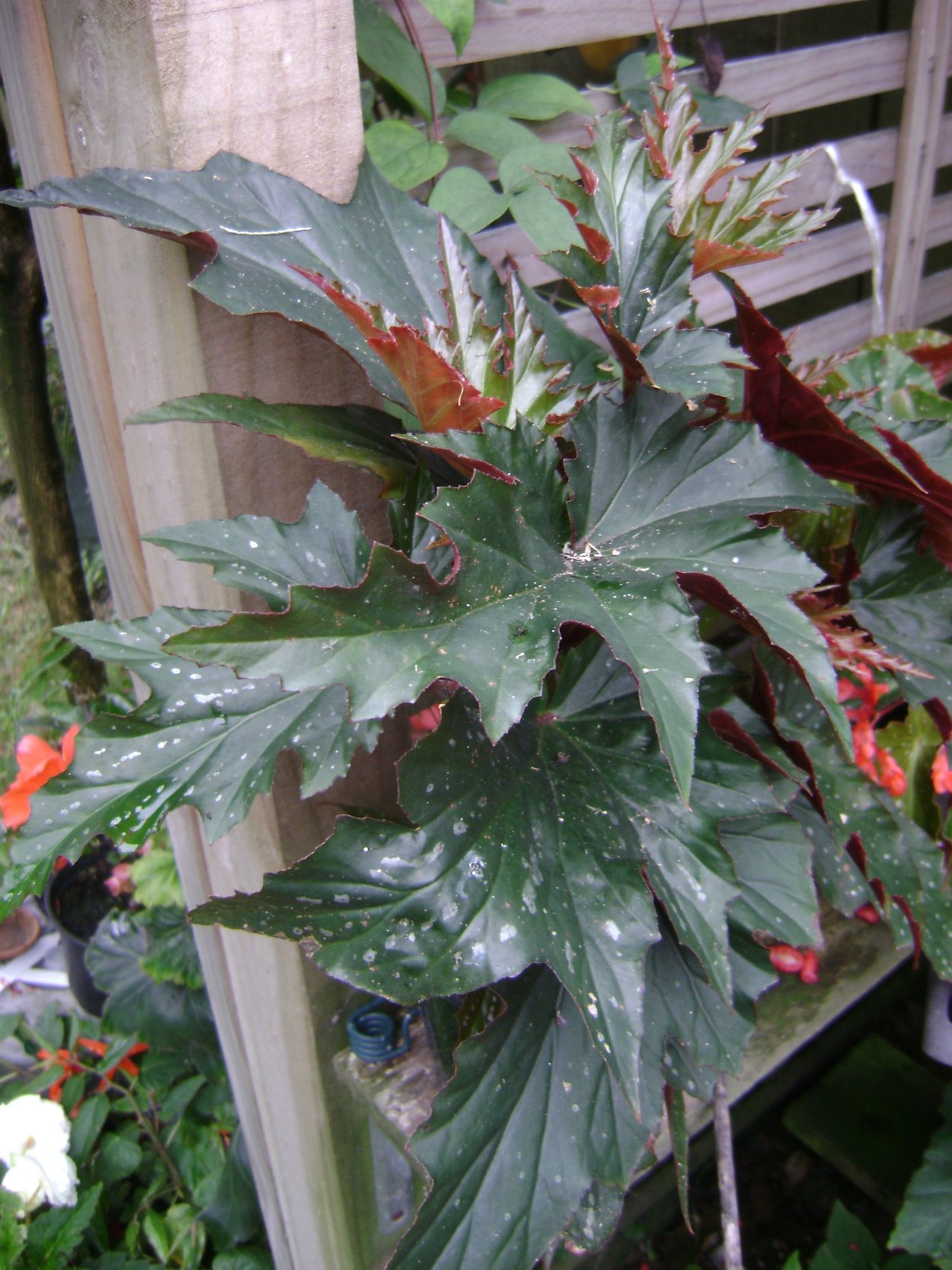 Бегония похожа на сорт лебедь